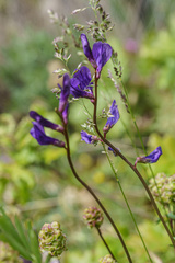 Vicia onobrychioides