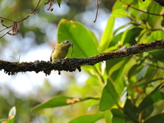 Pogonotriccus ophthalmicus