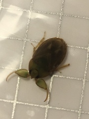 Ambrysus