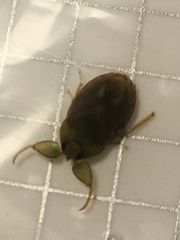 Ambrysus