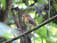 Grallaricula flavirostris