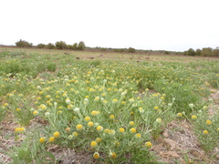 Hymenoxys anthemoides