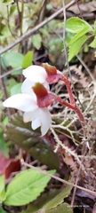 Begonia annulata