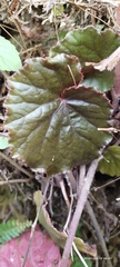 Begonia annulata