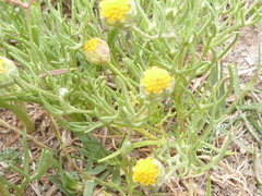 Hymenoxys anthemoides