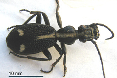Cypholoba graphipteroides