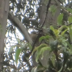 Conirostrum cinereum