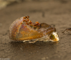 Gonodonta paraequalis