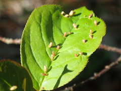 Eriophyes emarginatae