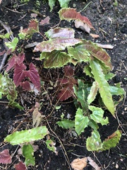 Epimedium wushanense