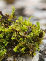 Solenostoma gracillimum