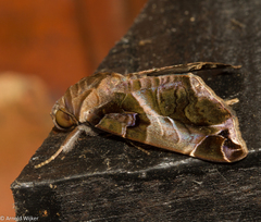 Calyptis idonea