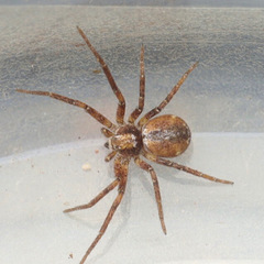 Philodromus collinus