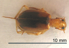 Brachinus dorsalis