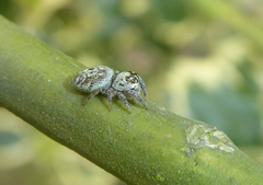 Macaroeris nidicolens