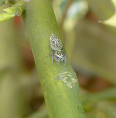 Macaroeris nidicolens