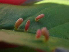 Eriophyes emarginatae