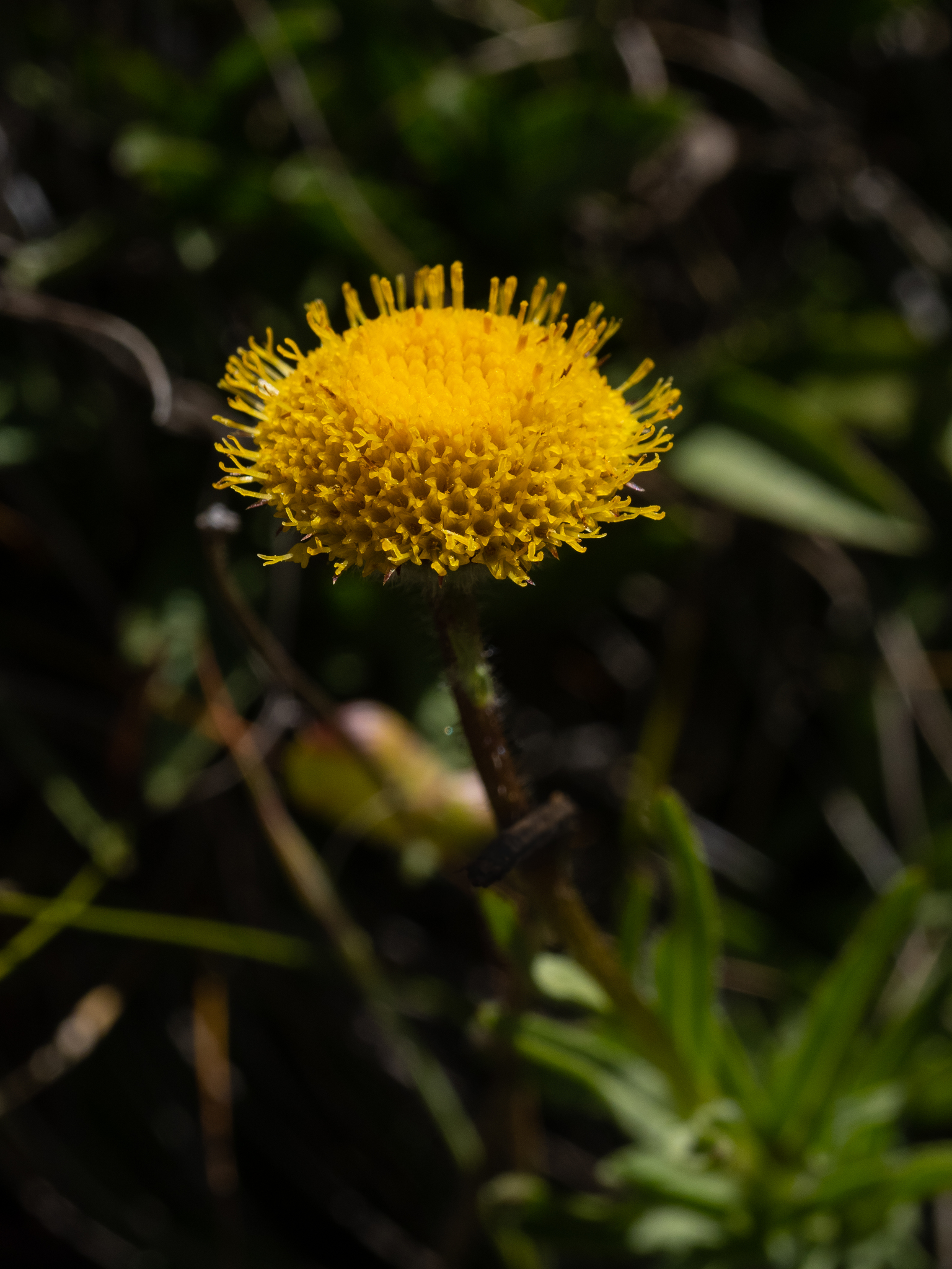 Erigeron supplex