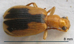 Brachinus dorsalis