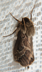 Eudalaca
