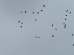 Patagioenas