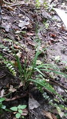 Arthropodium candidum