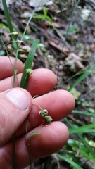 Arthropodium candidum