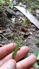 Arthropodium candidum