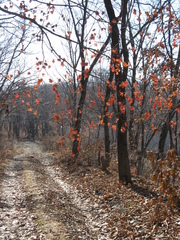 Acer pseudosieboldianum