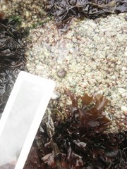 Steromphala umbilicalis