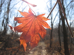 Acer pseudosieboldianum