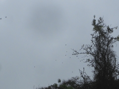 Patagioenas