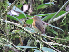 Grallaricula flavirostris