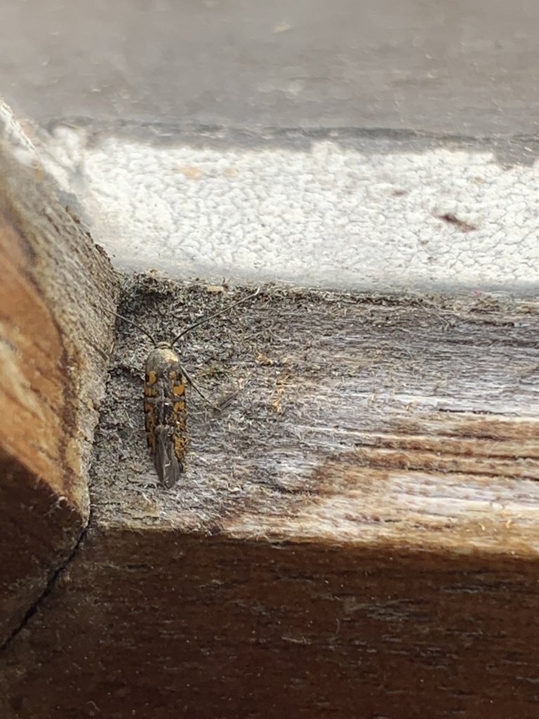 Heliodines
