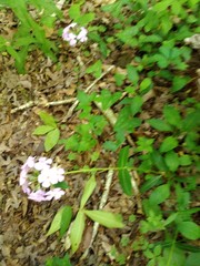 Phlox carolina
