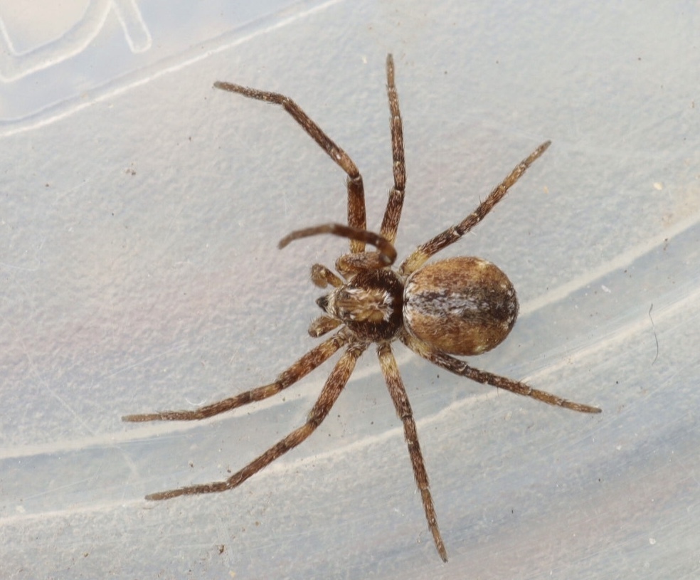 Philodromus collinus