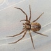 Philodromus collinus - Photo (c) Bo Valeur, algunos derechos reservados (CC BY), subido por Bo Valeur