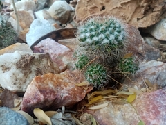 Mammillaria karwinskiana nejapensis