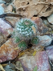 Mammillaria karwinskiana nejapensis