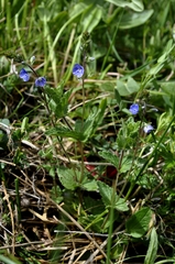 Veronica chamaedrys chamaedrys