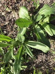 Cirsium arvense