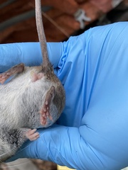 Peromyscus gossypinus