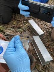 Peromyscus gossypinus