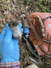 Peromyscus gossypinus