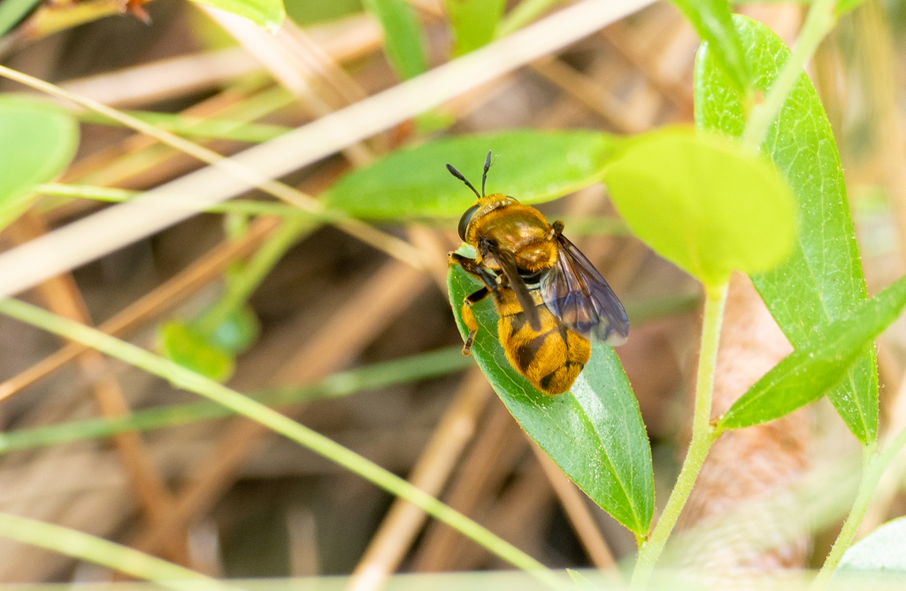 Golden-haired Ant Fly