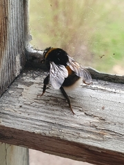 Bombus