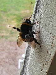 Bombus