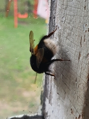 Bombus