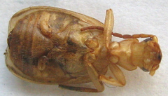 Brachinus dorsalis