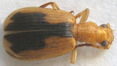 Brachinus dorsalis